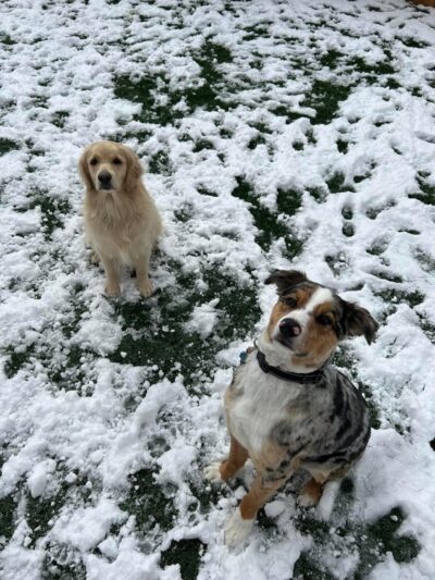 Buckeye Furry Friends Doggie Daycare - Sandusky, OH