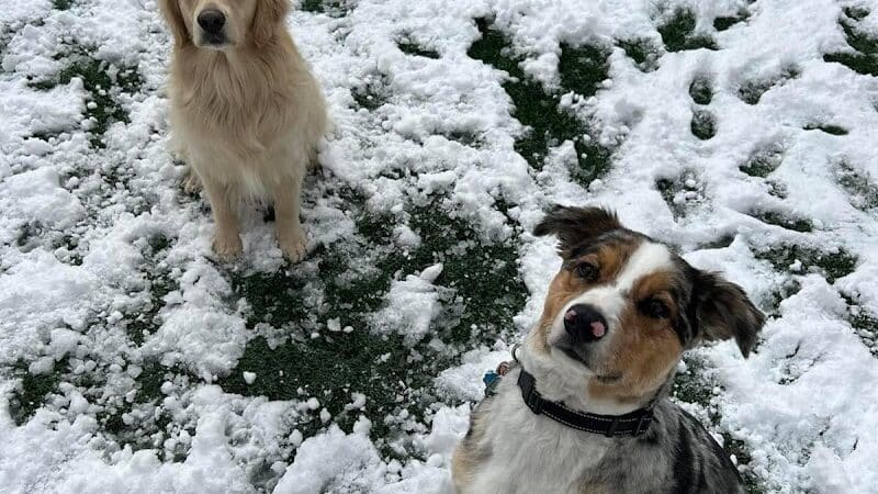 Buckeye Furry Friends Doggie Daycare - Sandusky, OH