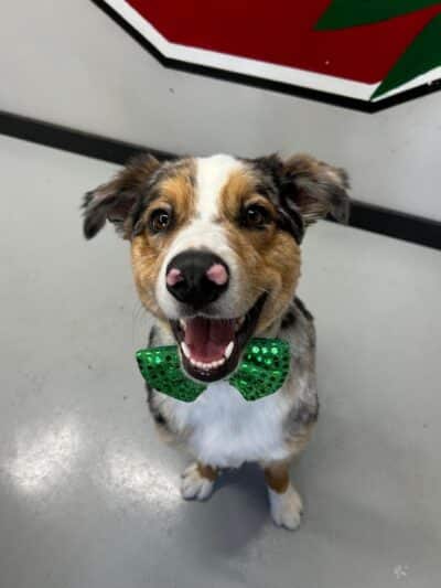 Buckeye Furry Friends Doggie Daycare - Sandusky, OH