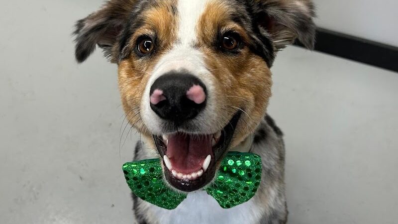 Buckeye Furry Friends Doggie Daycare - Sandusky, OH