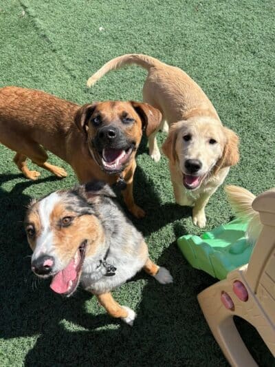 Buckeye Furry Friends Doggie Daycare - Sandusky, OH