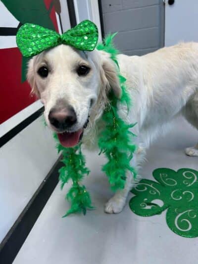 Buckeye Furry Friends Doggie Daycare - Sandusky, OH