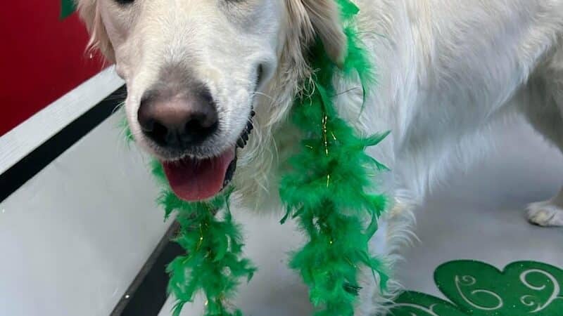 Buckeye Furry Friends Doggie Daycare - Sandusky, OH