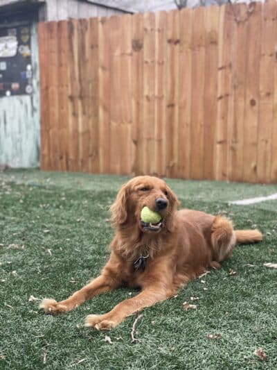 Buckeye Furry Friends Doggie Daycare - Sandusky, OH