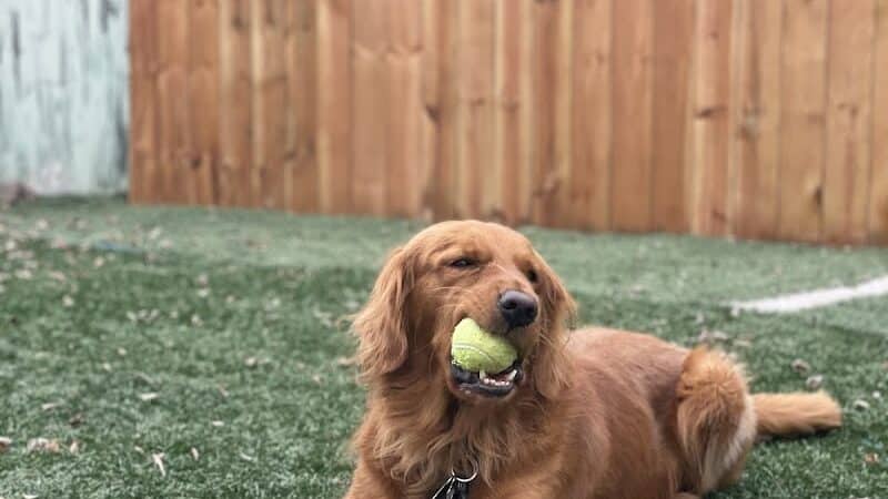Buckeye Furry Friends Doggie Daycare - Sandusky, OH