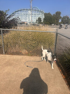 Cedar Point Pet Chek