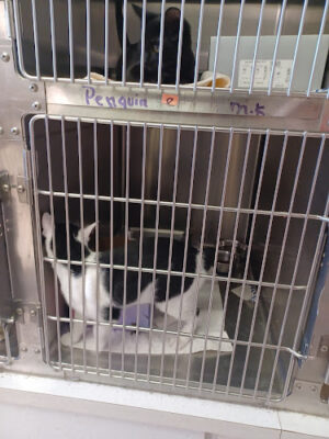 Humane Society of Erie County