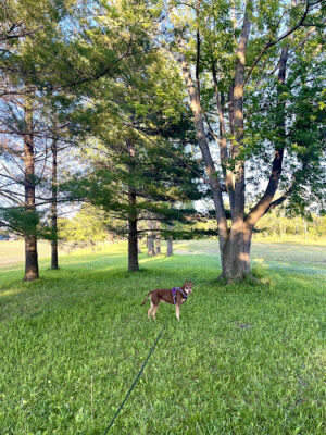 Strickfaden Park - Sandusky, OH