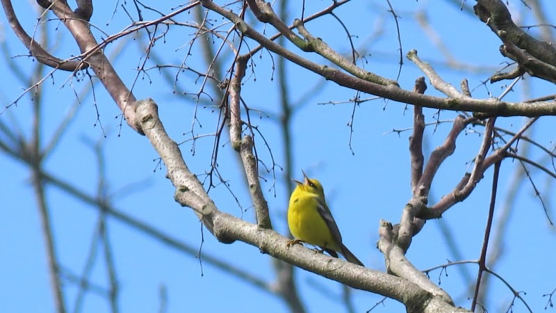 Crown City Wildlife Area - Scottown, OH