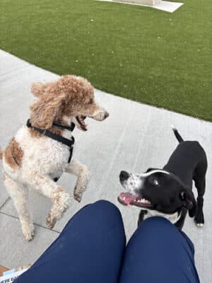 Gorman Dog Park - Sharonville, OH