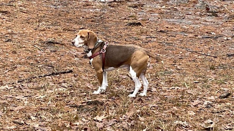 Shelton Dog Park - Shelton, CT