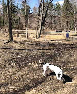 Shelton Dog Park