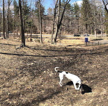 Shelton Dog Park