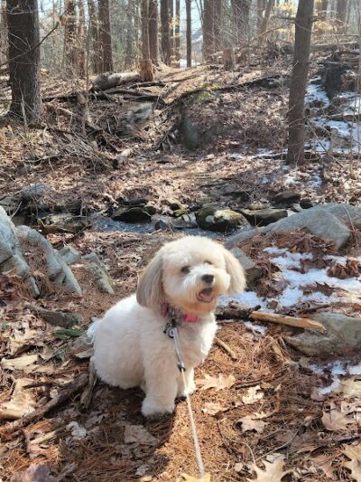Shelton Dog Park - Shelton, CT