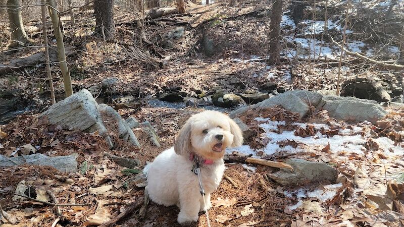 Shelton Dog Park - Shelton, CT