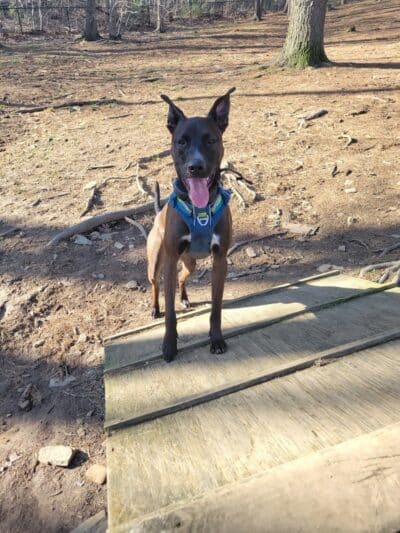 Shelton Dog Park - Shelton, CT