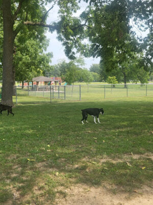Deam Park