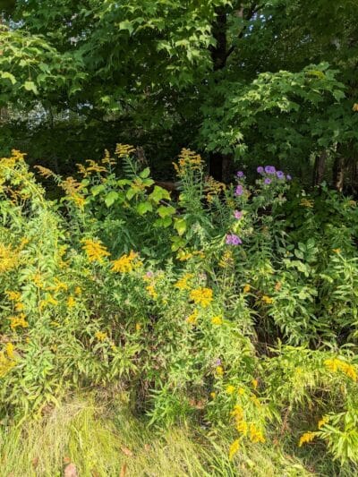Shadow Lake Picnic Area - Solon, OH