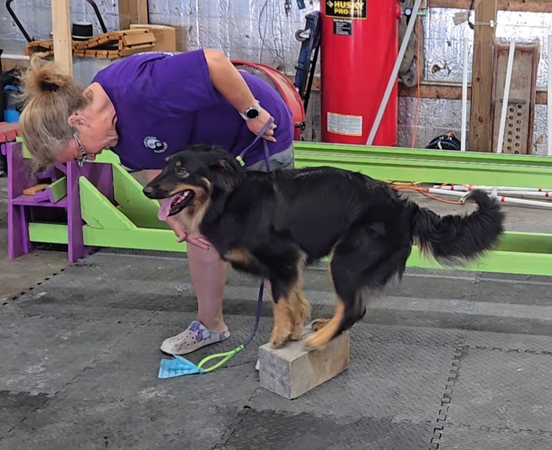 Canine Frenzy Versatility Training LLC - Somerton, OH