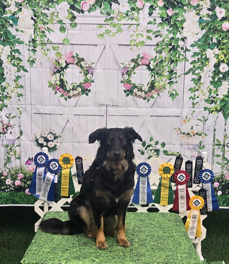 Canine Frenzy Versatility Training LLC - Somerton, OH