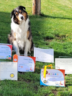 Canine Frenzy Versatility Training LLC