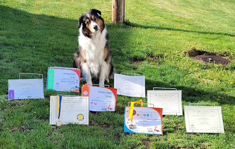 Canine Frenzy Versatility Training LLC - Somerton, OH