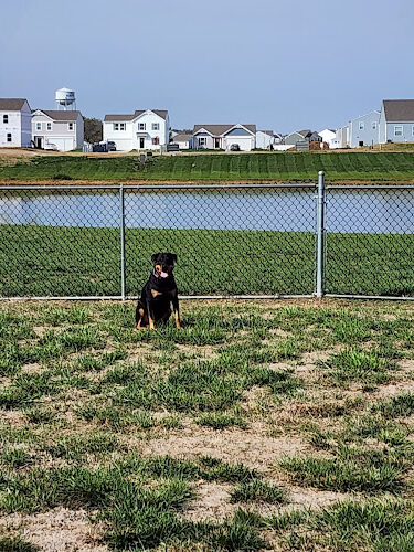 Bark Park