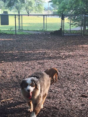 Joplin Dog Park