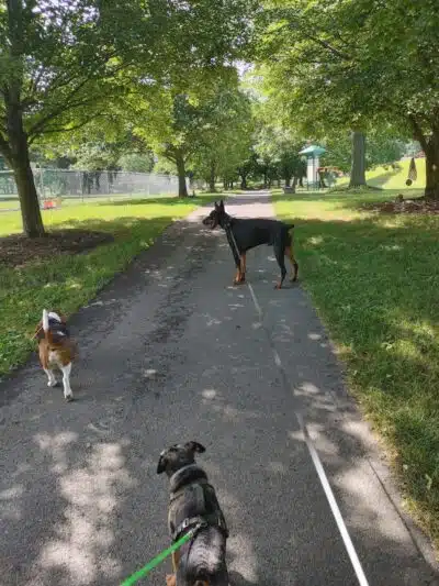 South Williamsport Dog Park - South Williamsport, PA