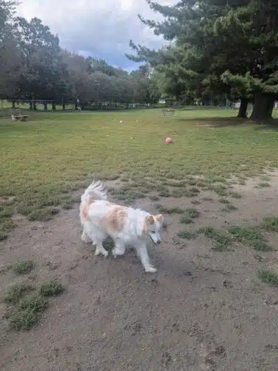 South Williamsport Dog Park - South Williamsport, PA