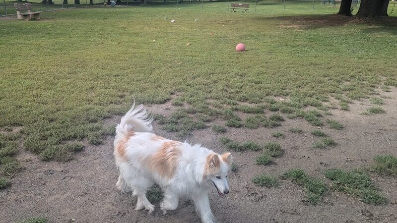 South Williamsport Dog Park - South Williamsport, PA