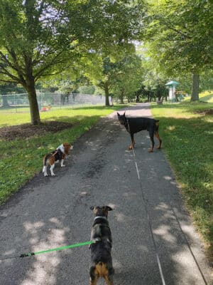 South Williamsport Dog Park