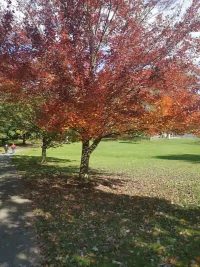 South Williamsport Dog Park - South Williamsport, PA