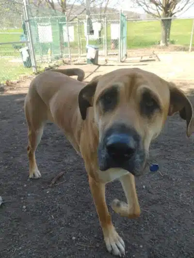 South Williamsport Dog Park - South Williamsport, PA