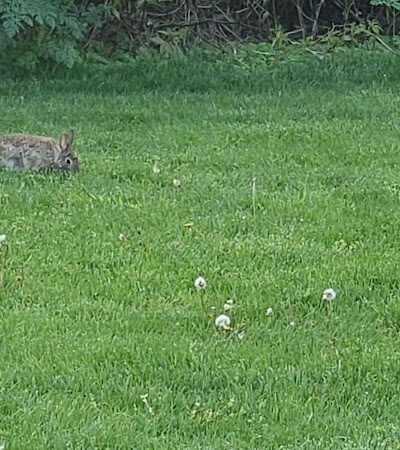 Gardner Park - Springboro, OH