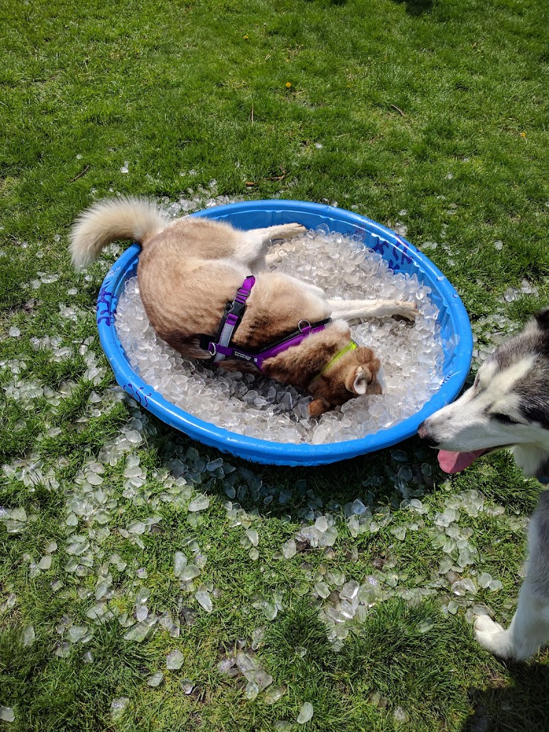 Central Bark Dog Park - Springfield, OH