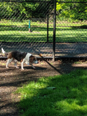 Wiggley Field Dog Park