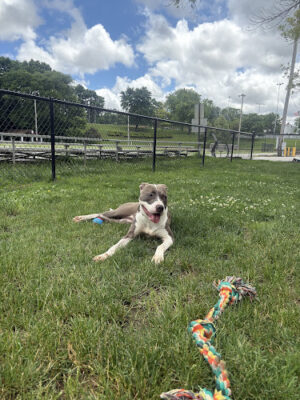 Lower Ross Dog Park