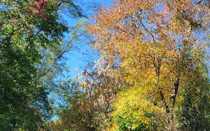 Radnor Trail - St Davids, PA
