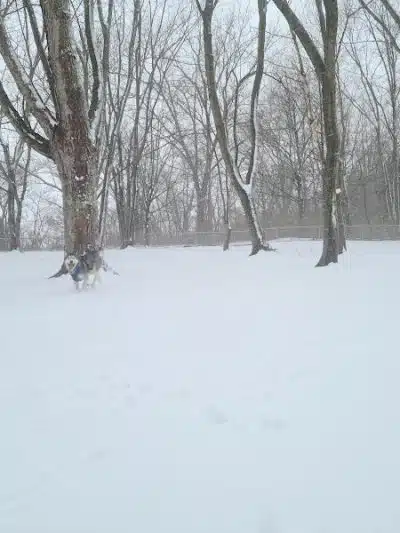 Dog park - St Marys, OH