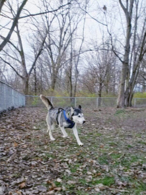 Dog park