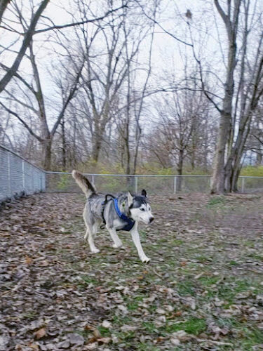 Dog park