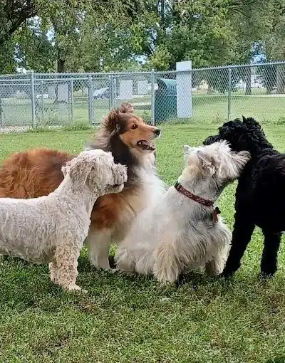 Dog park - St Marys, OH