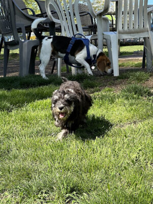 Stamford Dog Park