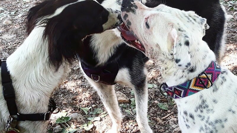 Stamford Dog Park - Stamford, CT