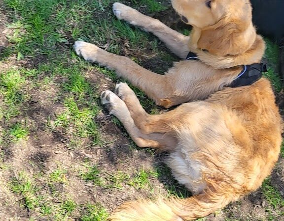 Stamford Dog Park - Stamford, CT
