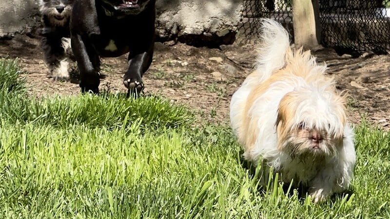 Stamford Dog Park - Stamford, CT