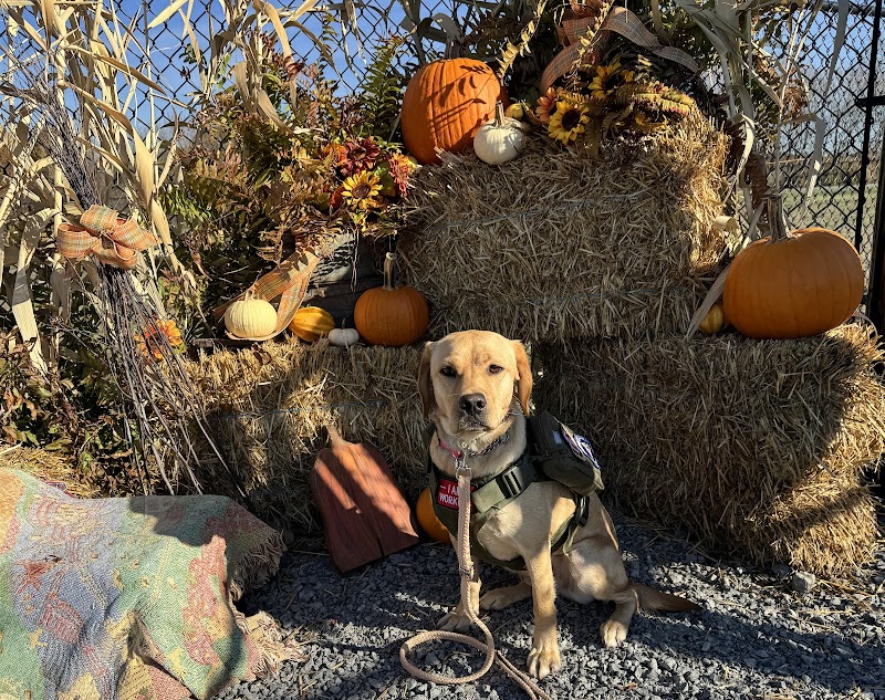 Wintersville Dog Park - Steubenville, OH