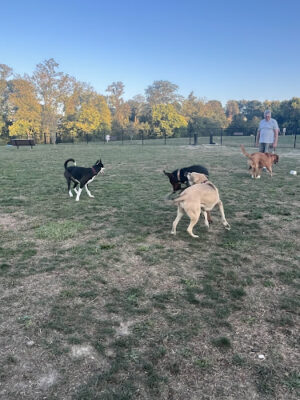 Wintersville Dog Park