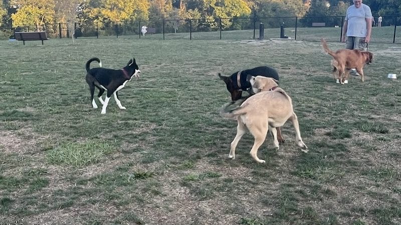 Wintersville Dog Park - Steubenville, OH